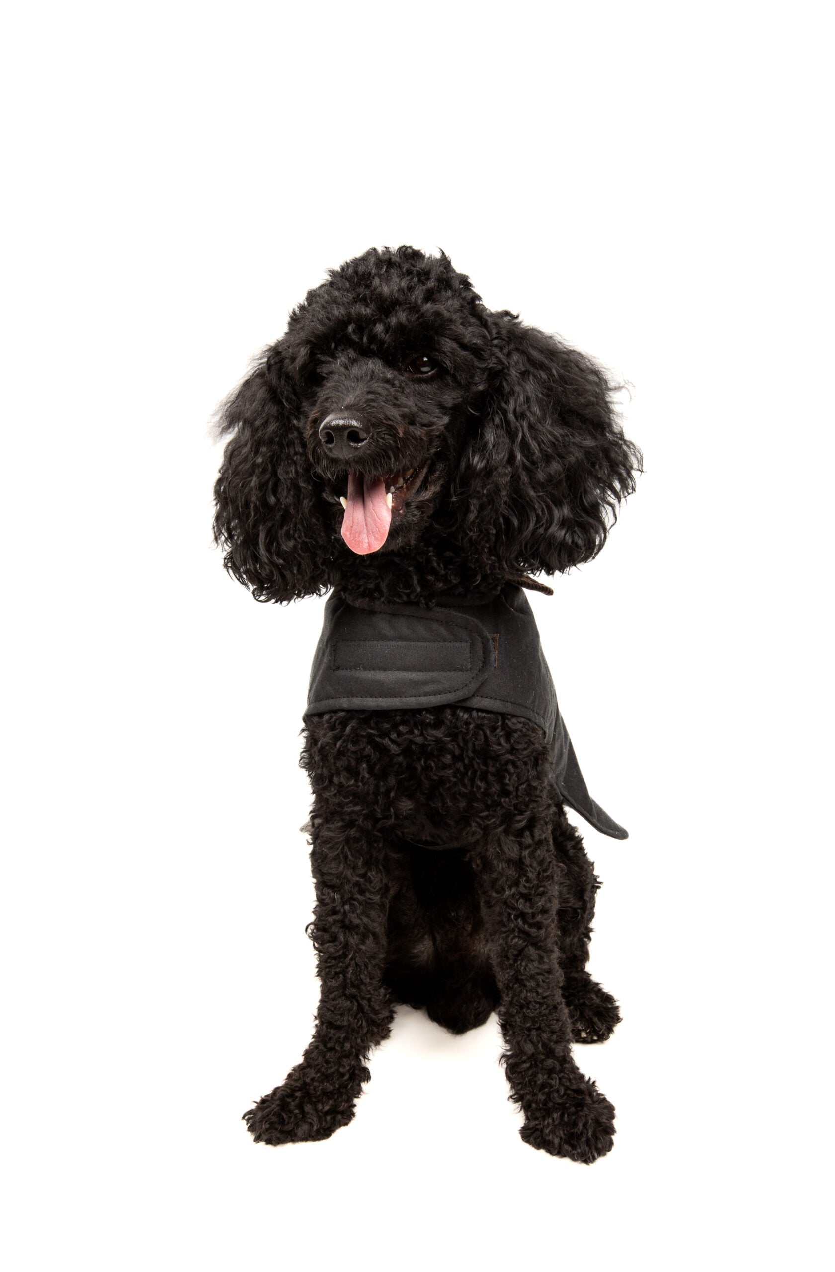 Wax Cotton Dog Coat — Black