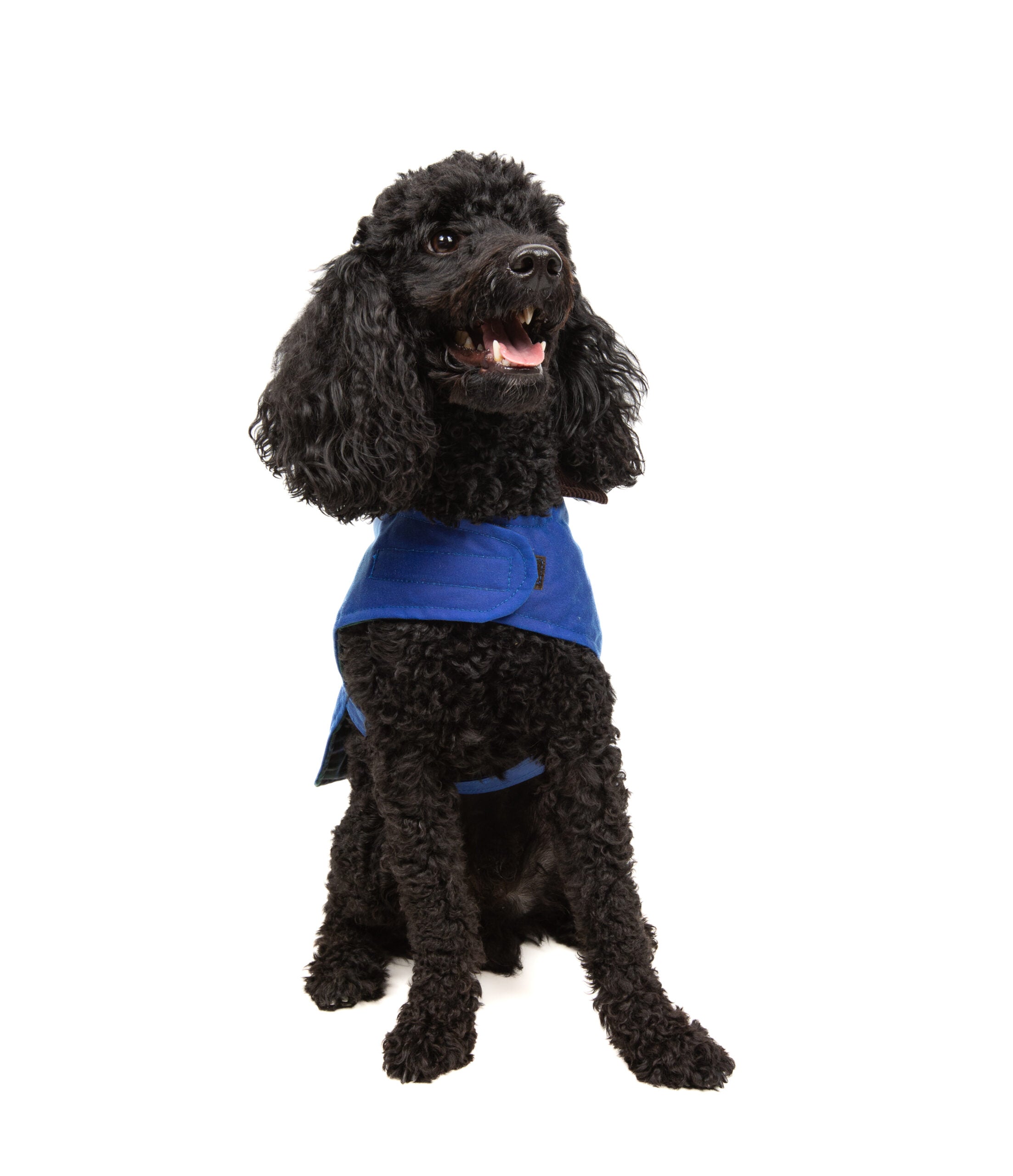 Wax Cotton Dog Coat — Aegean Blue