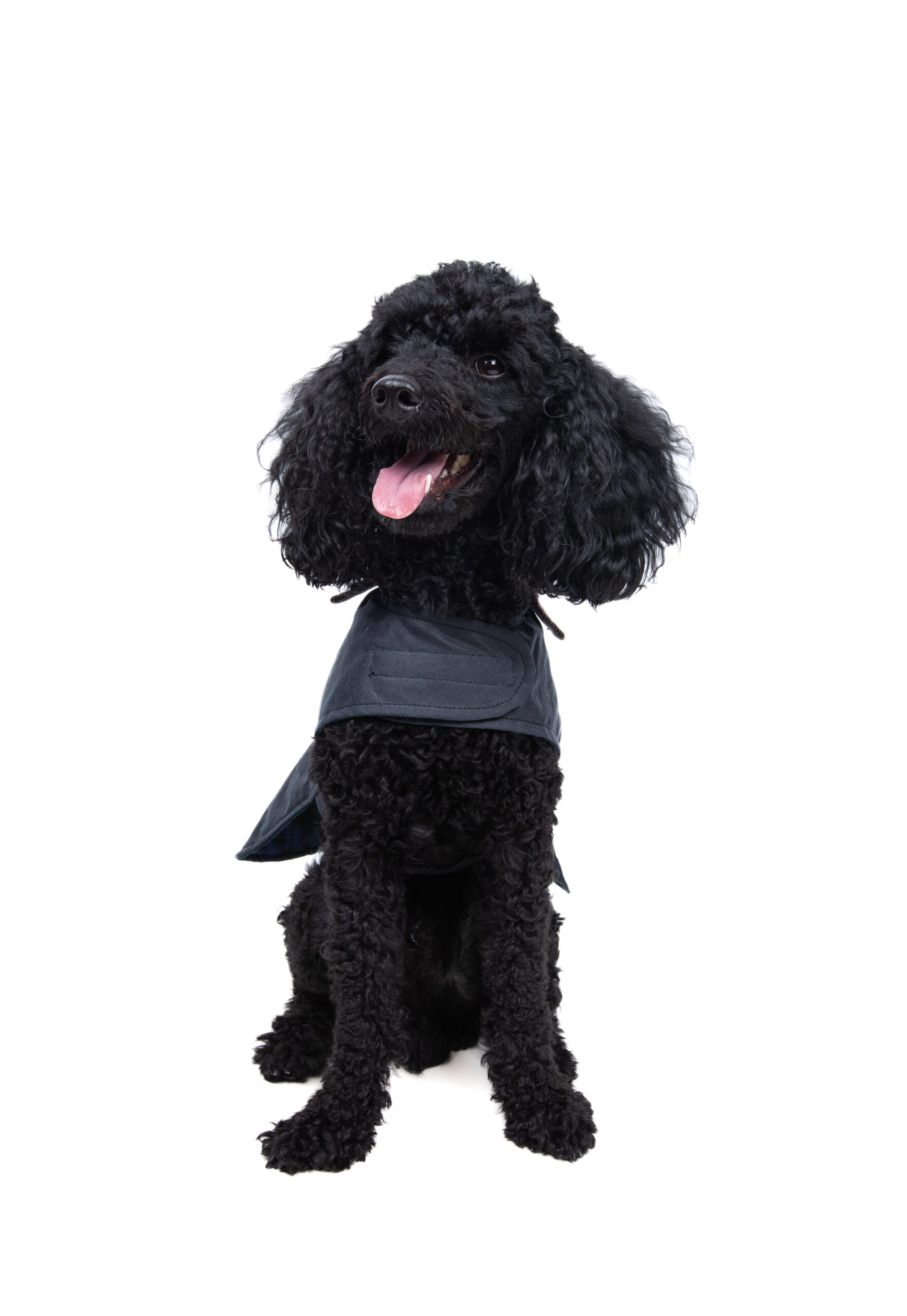 Wax Cotton Dog Coat — Navy