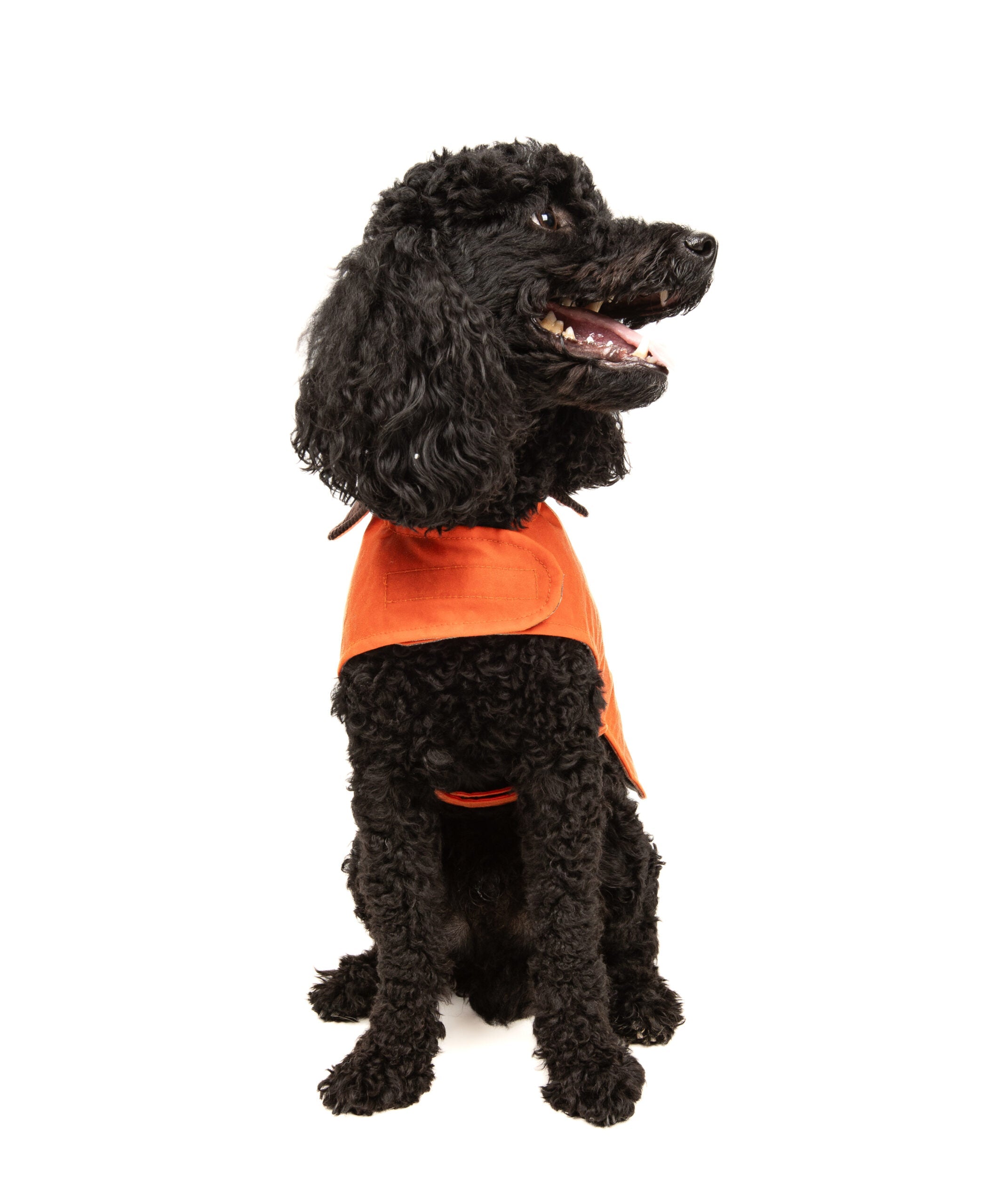 Wax Cotton Dog Coat — Orange