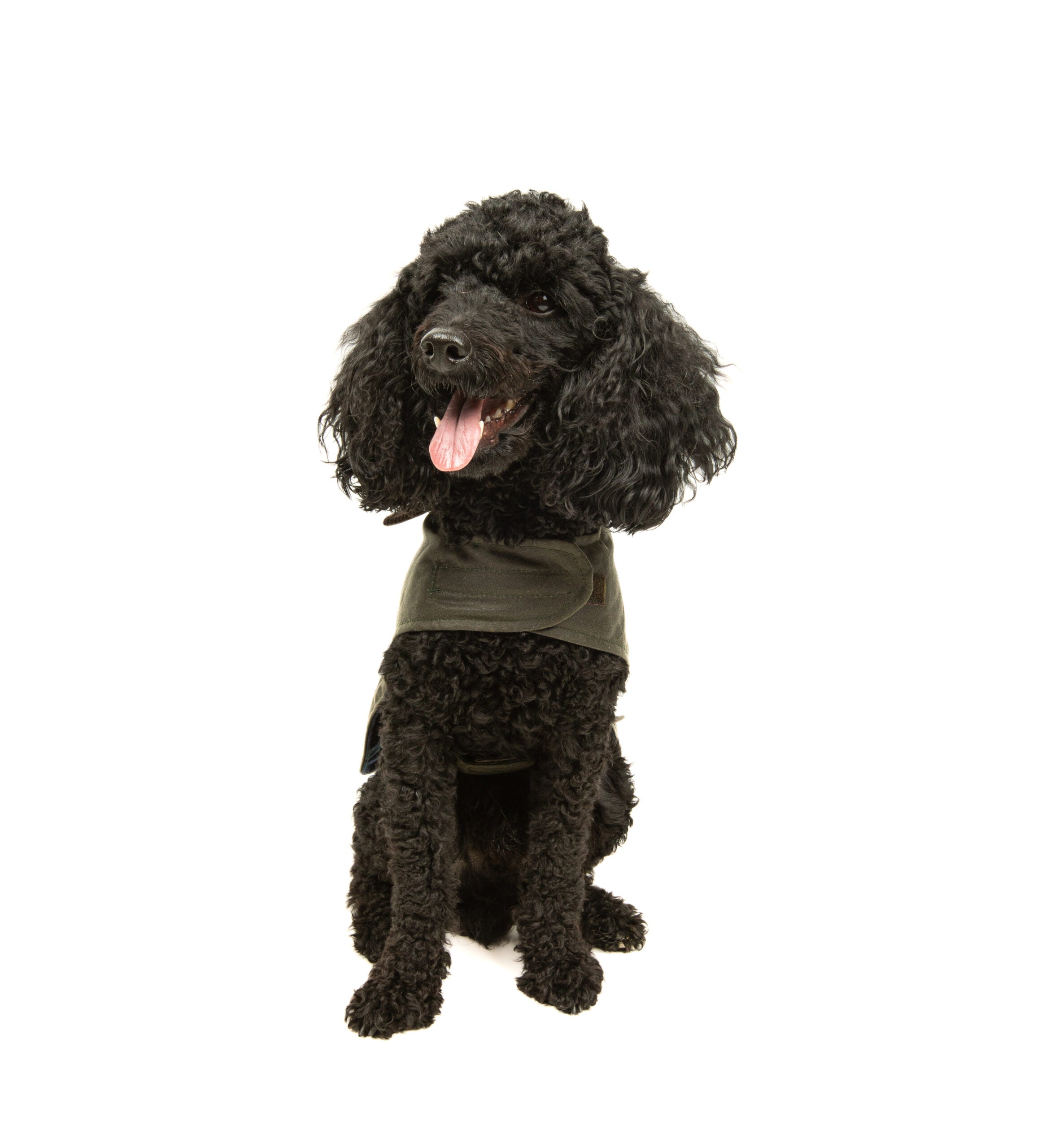 Wax Cotton Dog Coat — Olive Green