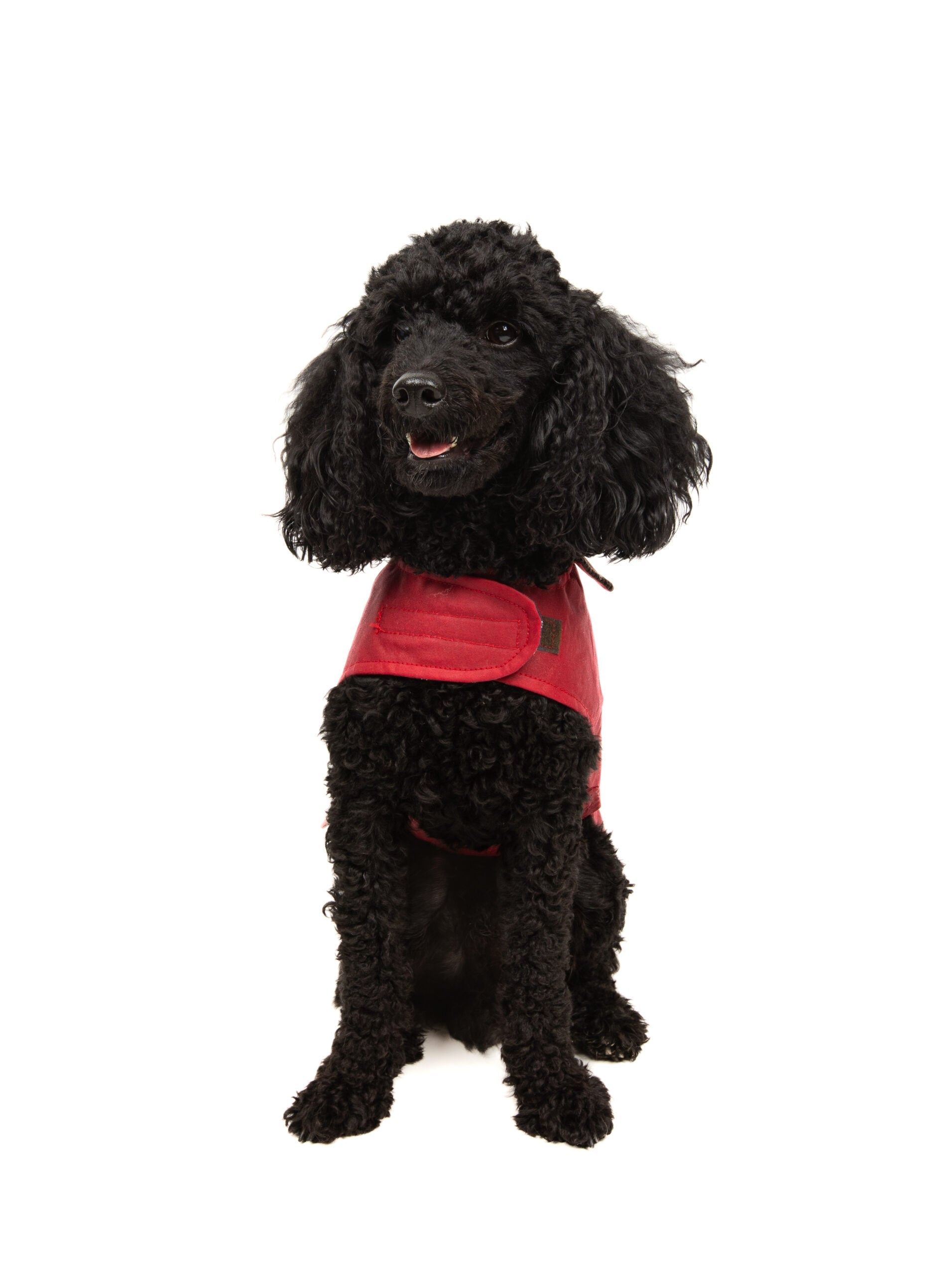 Wax Cotton Dog Coat — Red